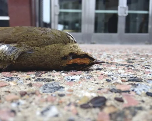 Bird Stewards Rally Forces Against Killer Facades