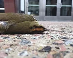 Bird Stewards Rally Forces Against Killer Facades