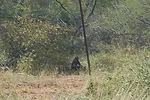 South Africa Tries New Approach, Based On an Old Fuel