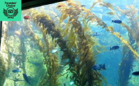 Birch Aquarium at Scripps