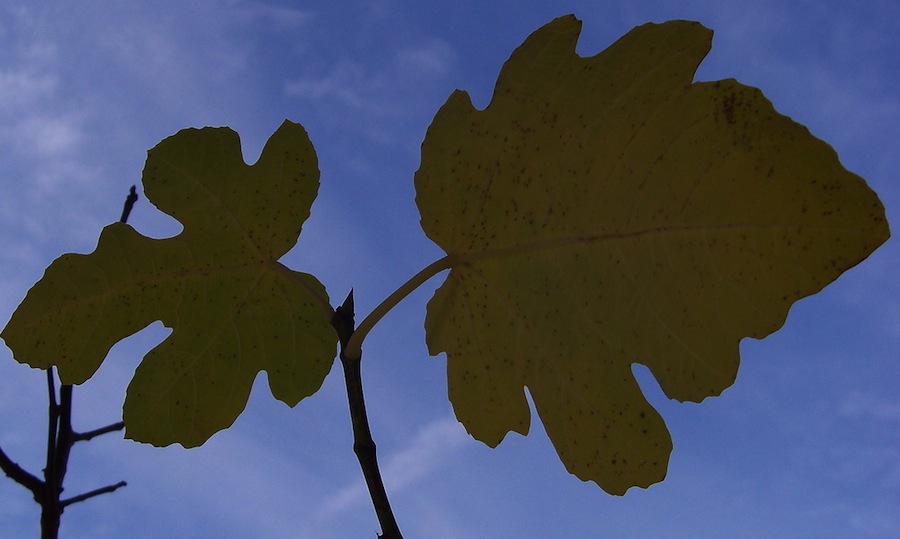 fig_leaves.jpg