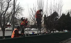 Bejing workers prune trees