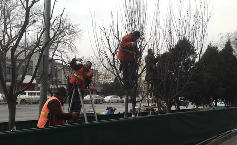Bejing workers prune trees