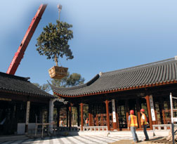 Tree Anchors New $20-million Botanical Garden in California
