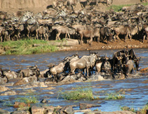 Conservations say that a paved road through the wildebeest migration path would be a “disaster.”